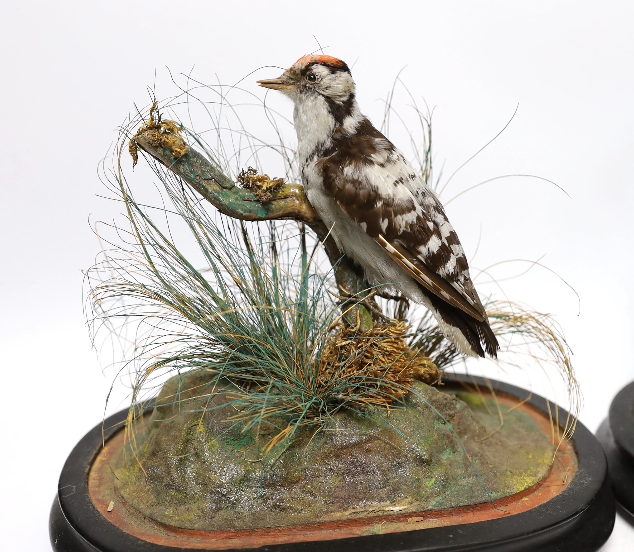 Two 19th century taxidermy birds under glass dome: a Kingfisher and a Great Spotted Woodpecker, 22cm high